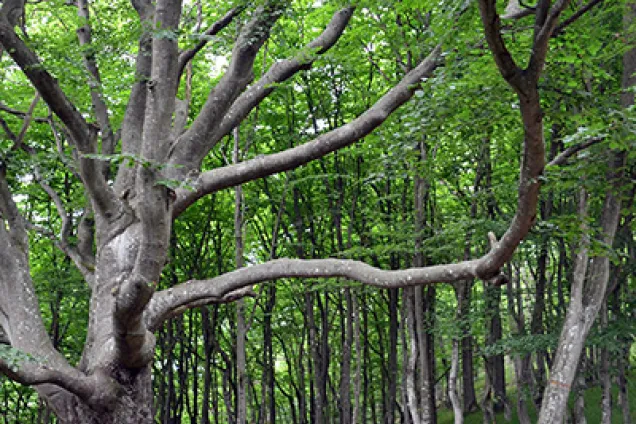 A tree in a forest. Photo.